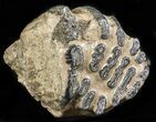 Partial Southern Mammoth Molar - Hungary #45562-1